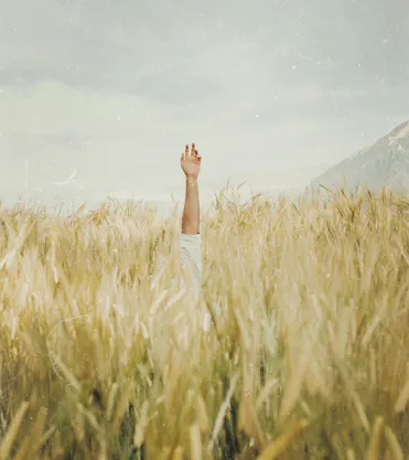 main tendue sortant d'un champ de blé