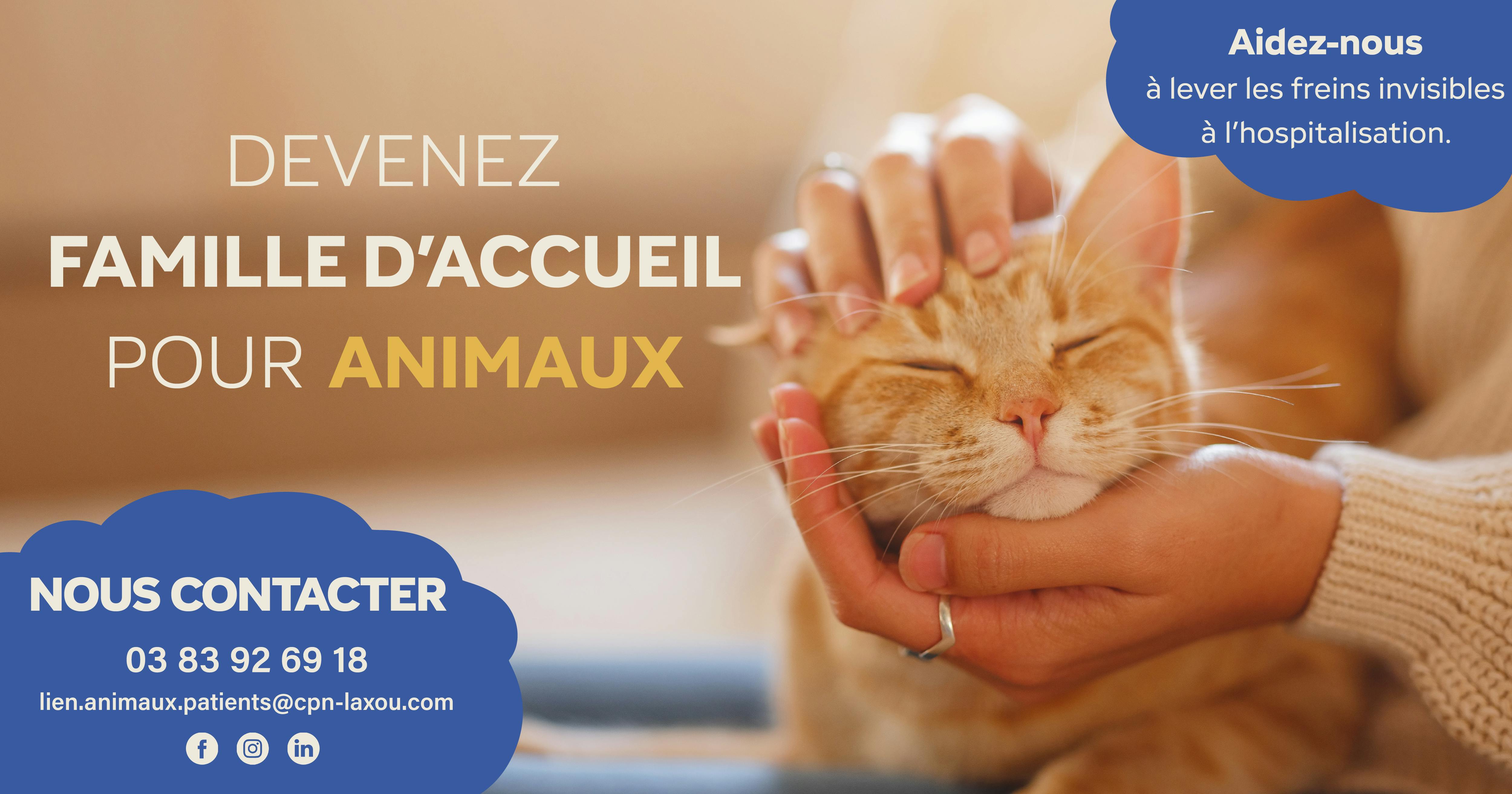 chat roux qui se fait caresser