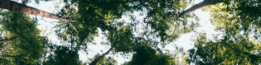 collectif d'arbres vus du dessous