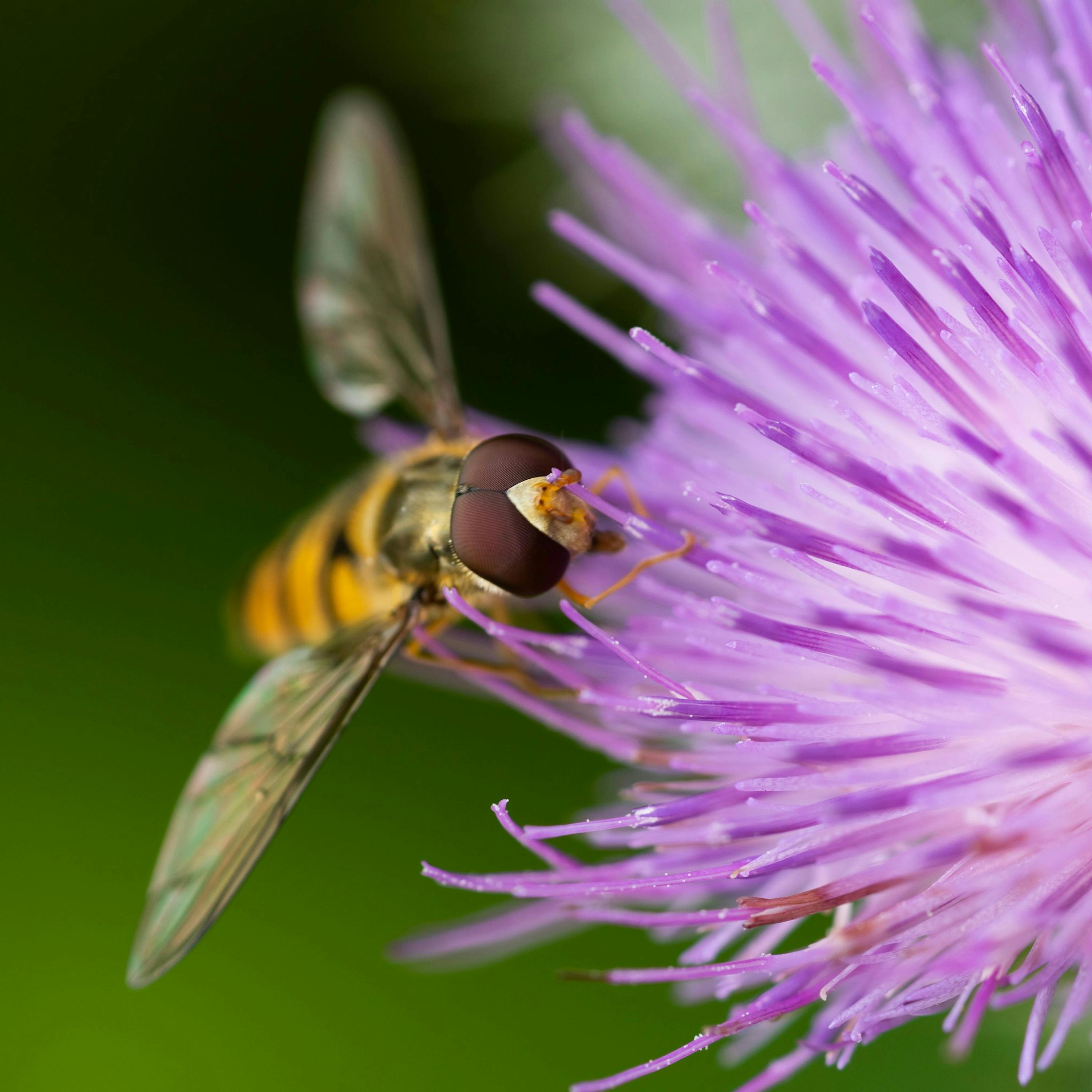 syrphe qui butine une fleur