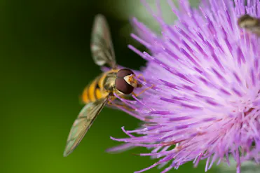 syrphe qui butine une fleur
