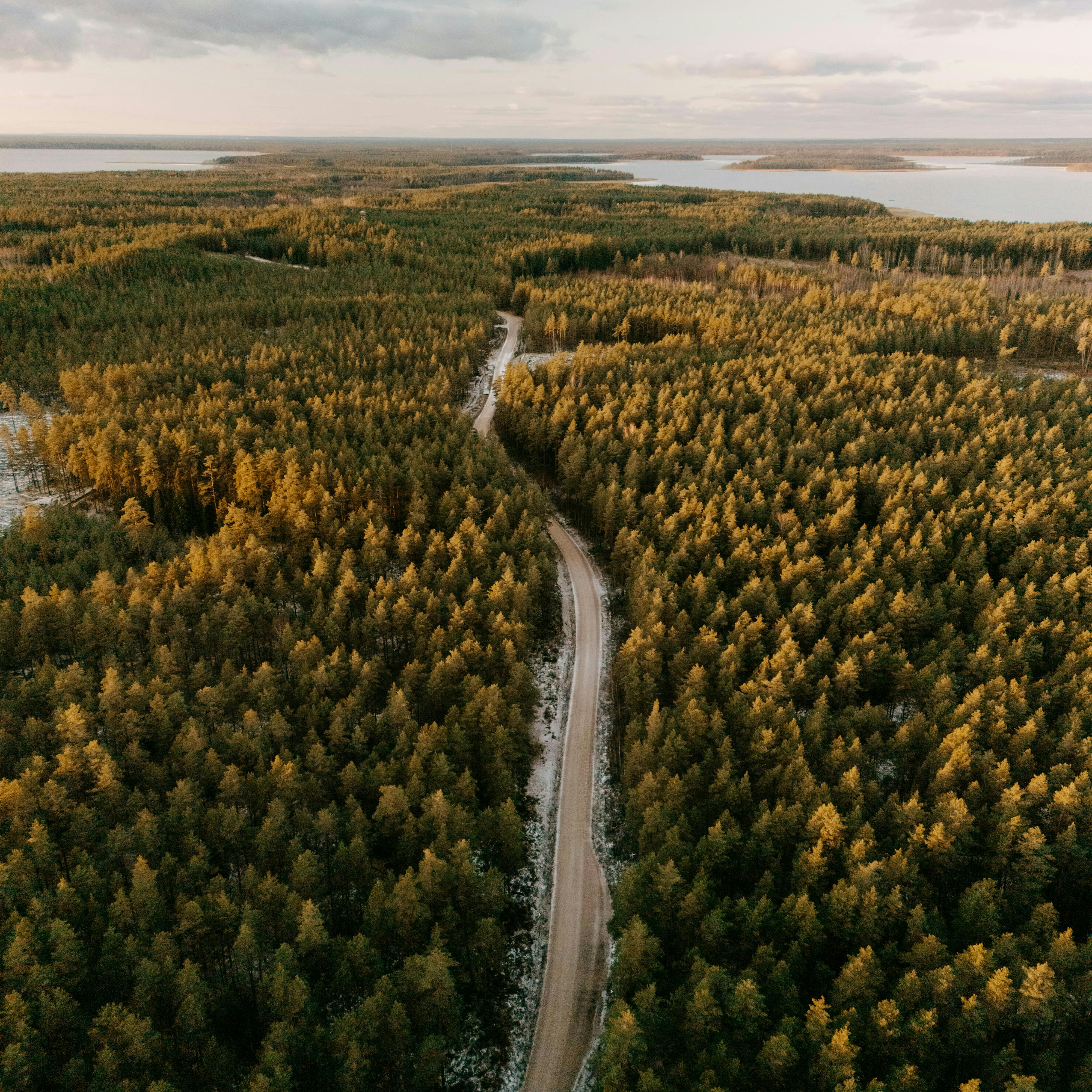route à travers la forêt