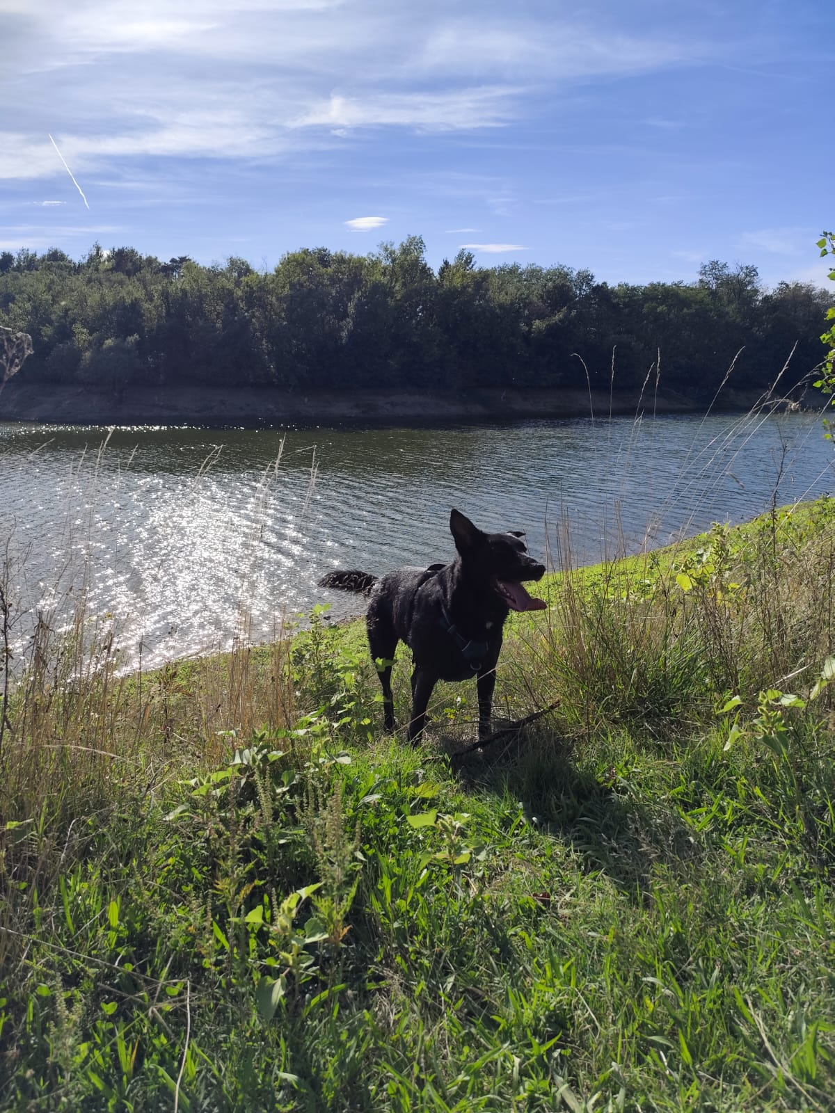 elios chien noir de johanna thomasset