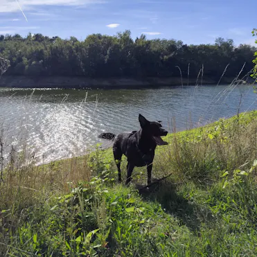 elios chien noir de johanna thomasset