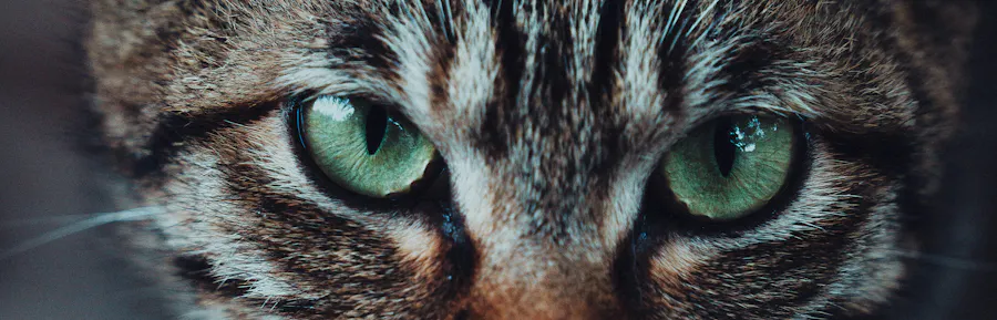 regard de chat tigré