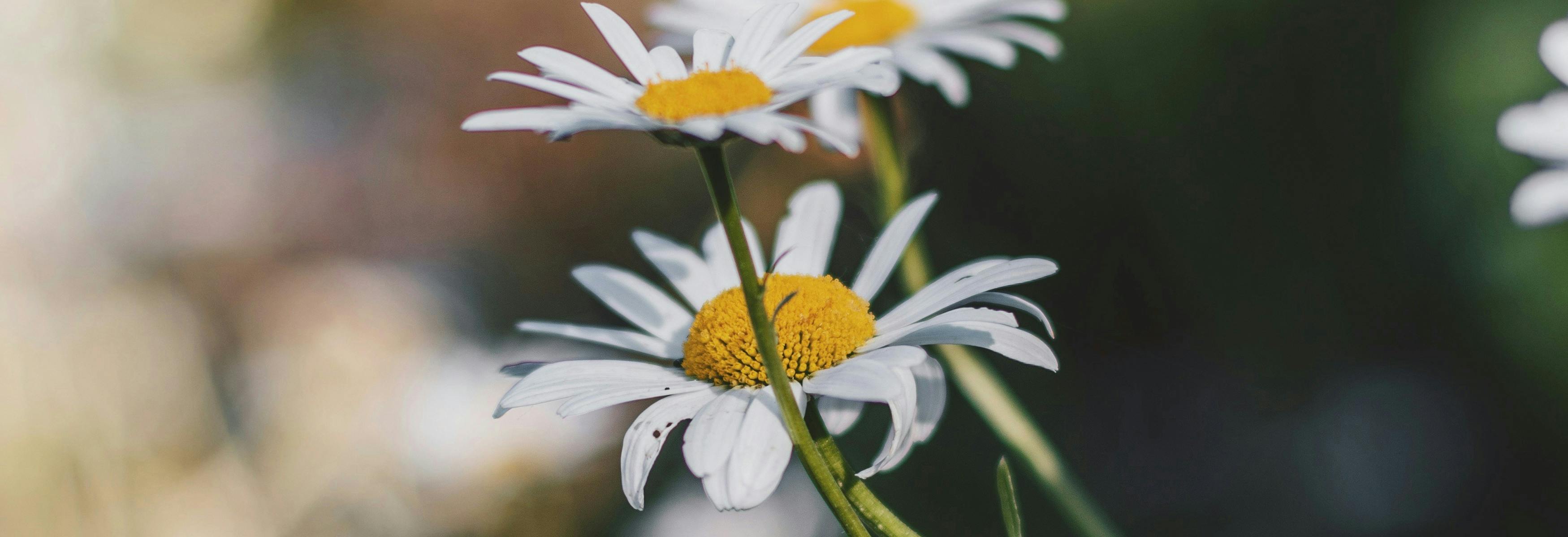 pâquerettes et rayon de soleil