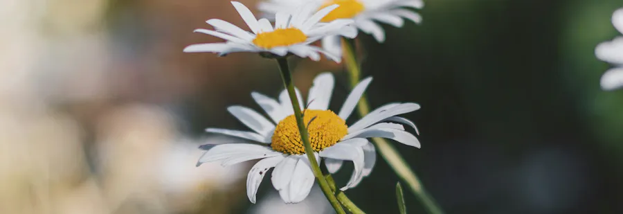 pâquerettes et rayon de soleil