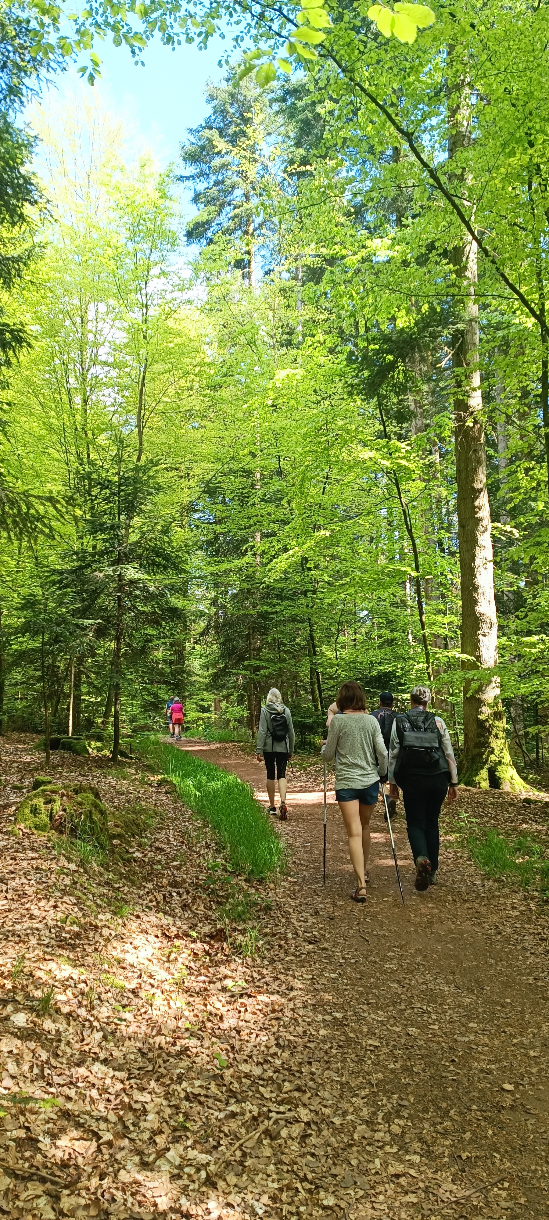 groupe qui marche en foret