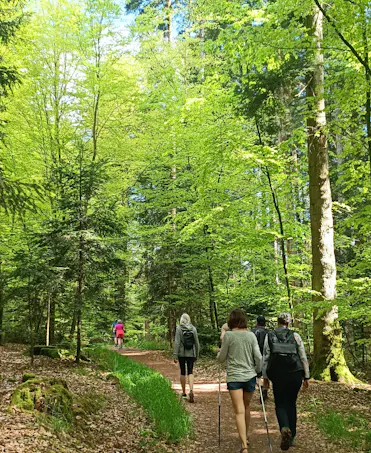 groupe qui marche en foret