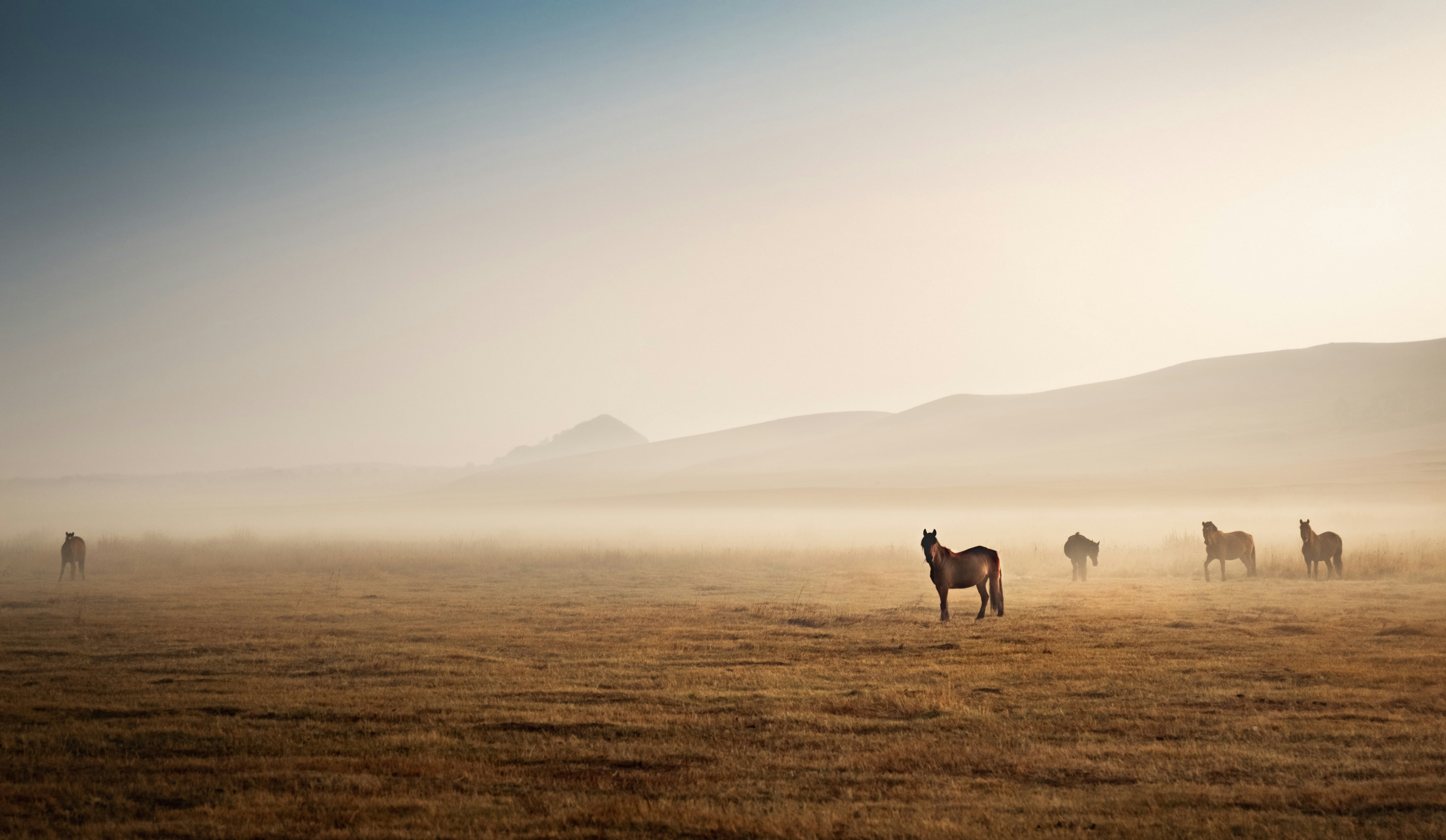 brume chevaux champ