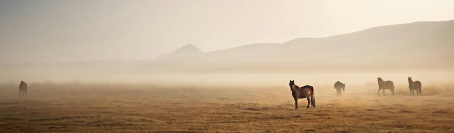 brume chevaux champ