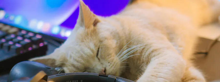 chat dodo ordinateur