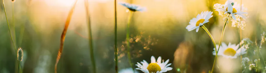 printemps champs de pâquerettes