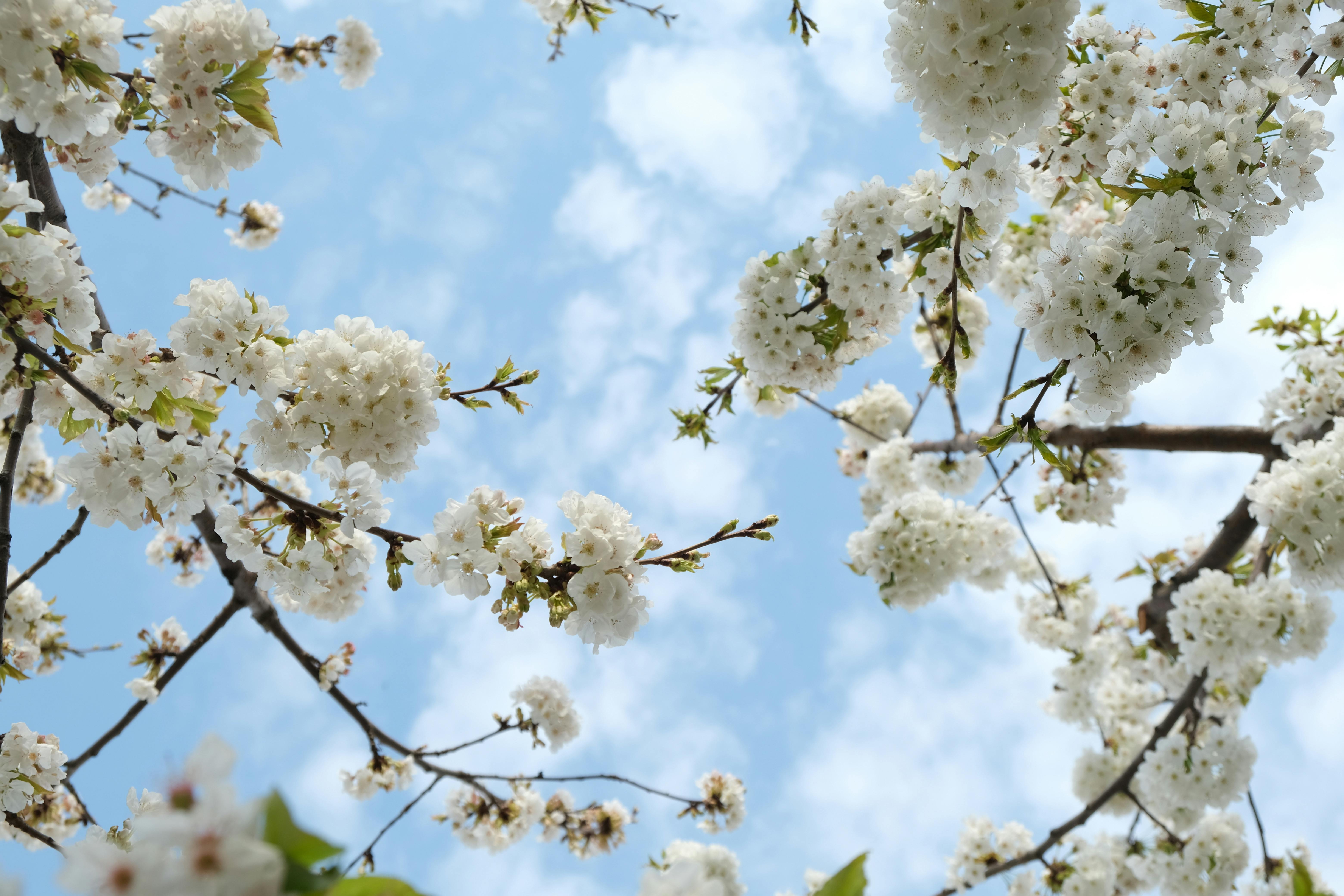 branches de cerisier