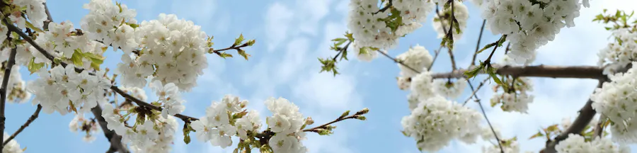 branches de cerisier