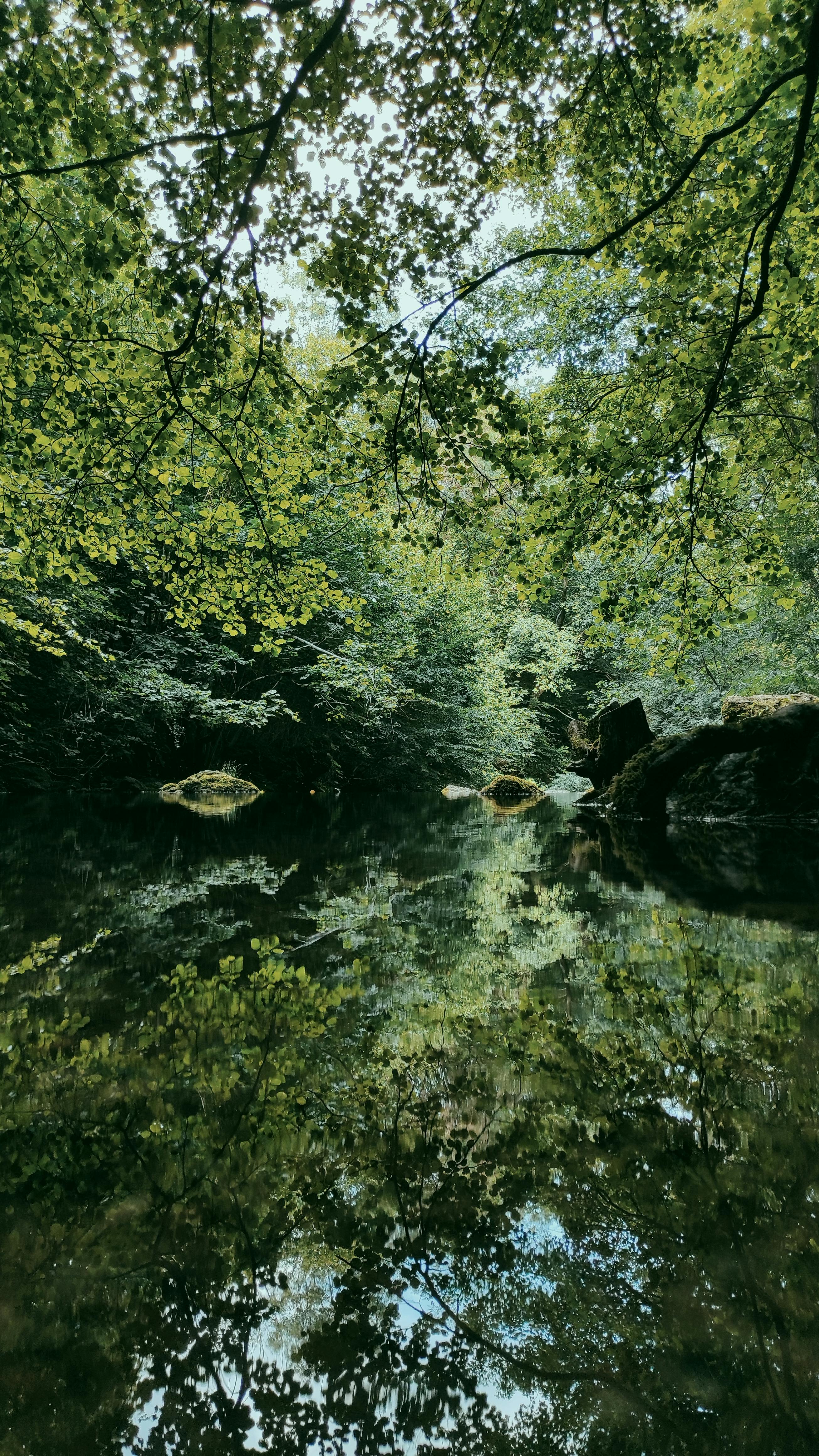 reflets foret eau article Ce que votre système immunitaire porte en silence angélique rosalie rebout ile de la réunion