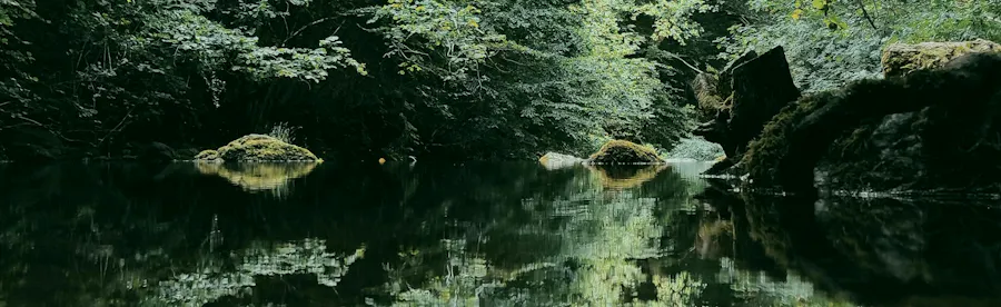 reflets foret eau article Ce que votre système immunitaire porte en silence angélique rosalie rebout ile de la réunion