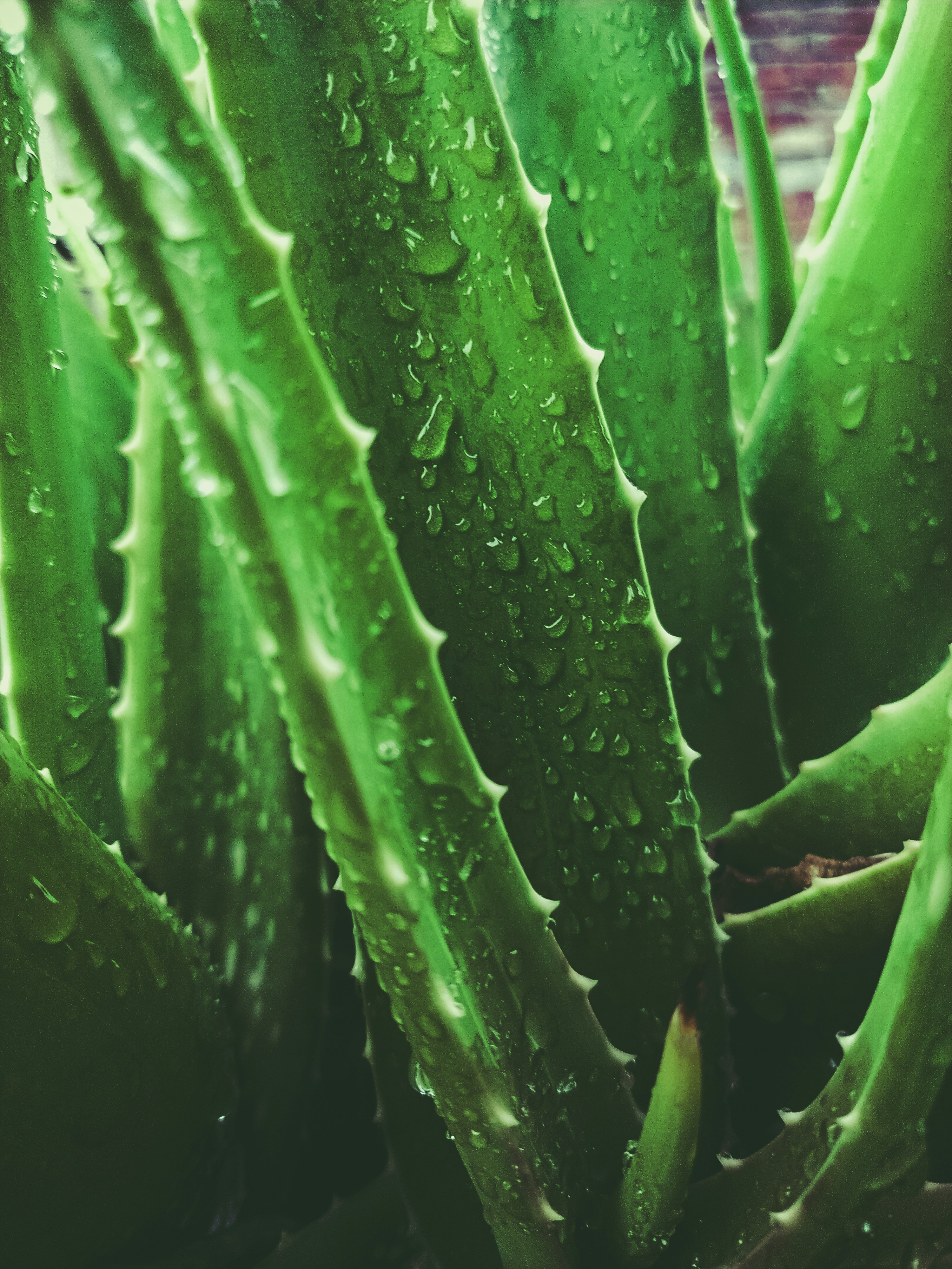 aloe vera yamina seri conseil en nutrition lyon