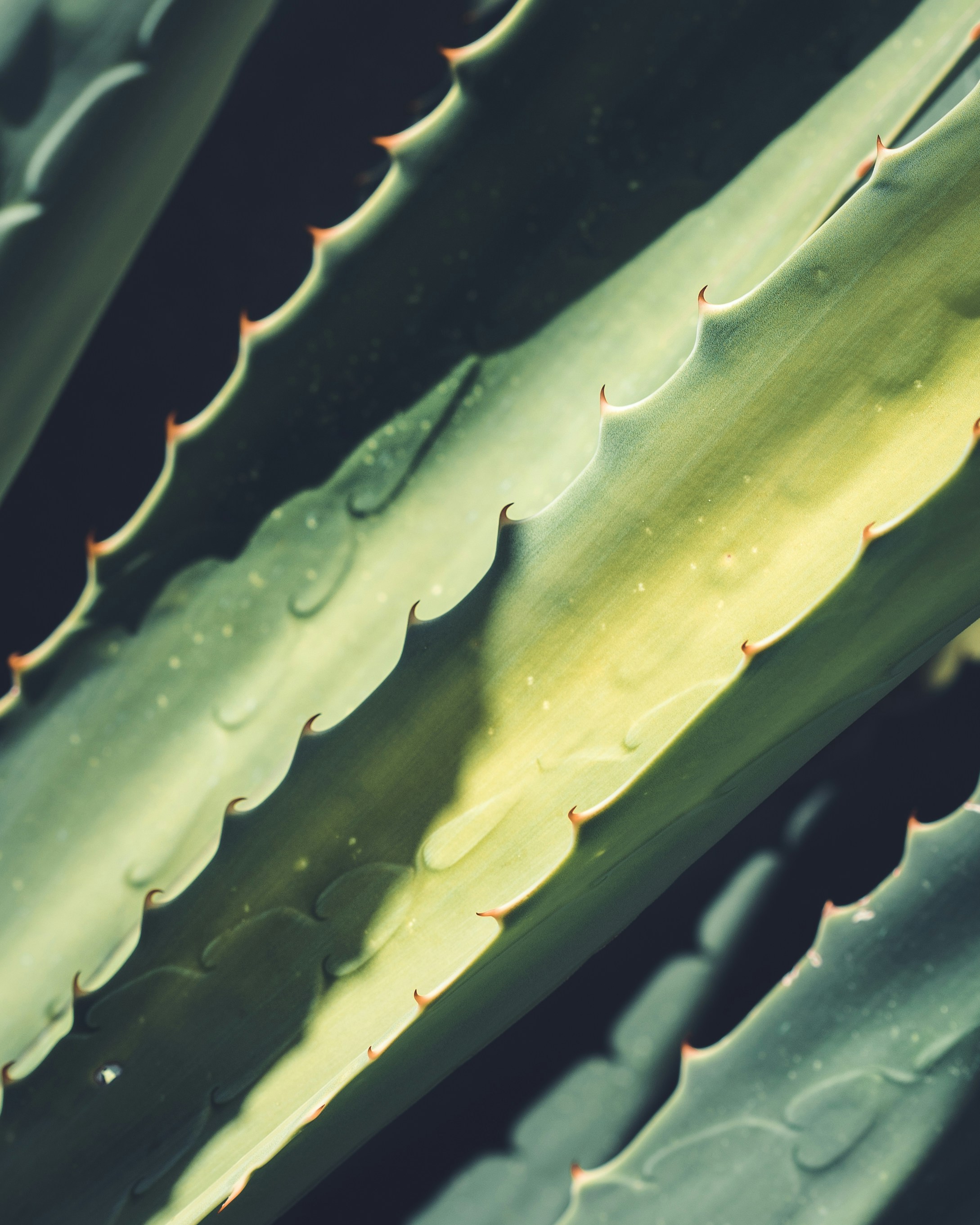 bienfaits aloe vera lyon