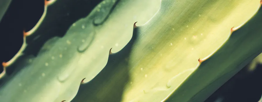 bienfaits aloe vera lyon