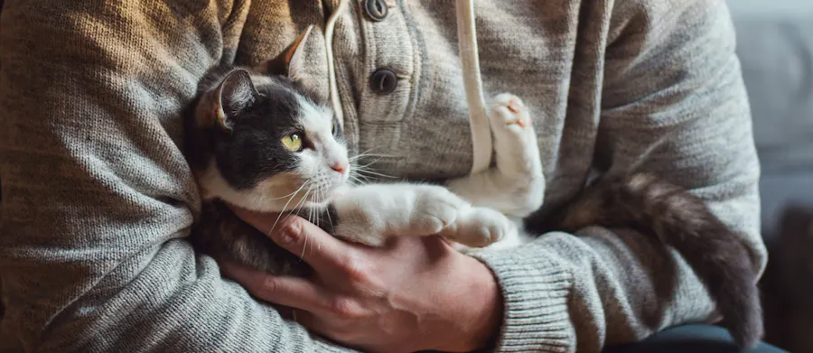 lien humain chat lap nancy