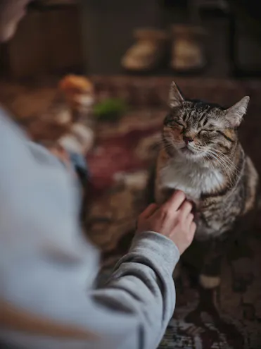 solution de garde pour animaux de patients hospistalisés en psychiatrie nancy lap