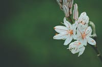 Fleurs