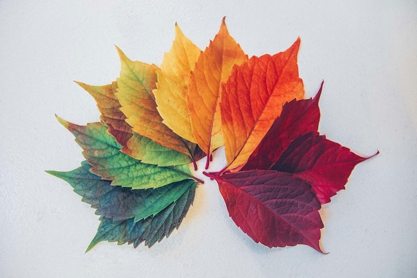 article  et visuels frederique mougin instant présent nancy 2026 feuilles
