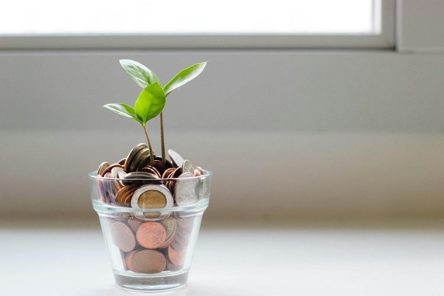 A small glass flowerpot with coins instead of soil, with a young plant growing out of them