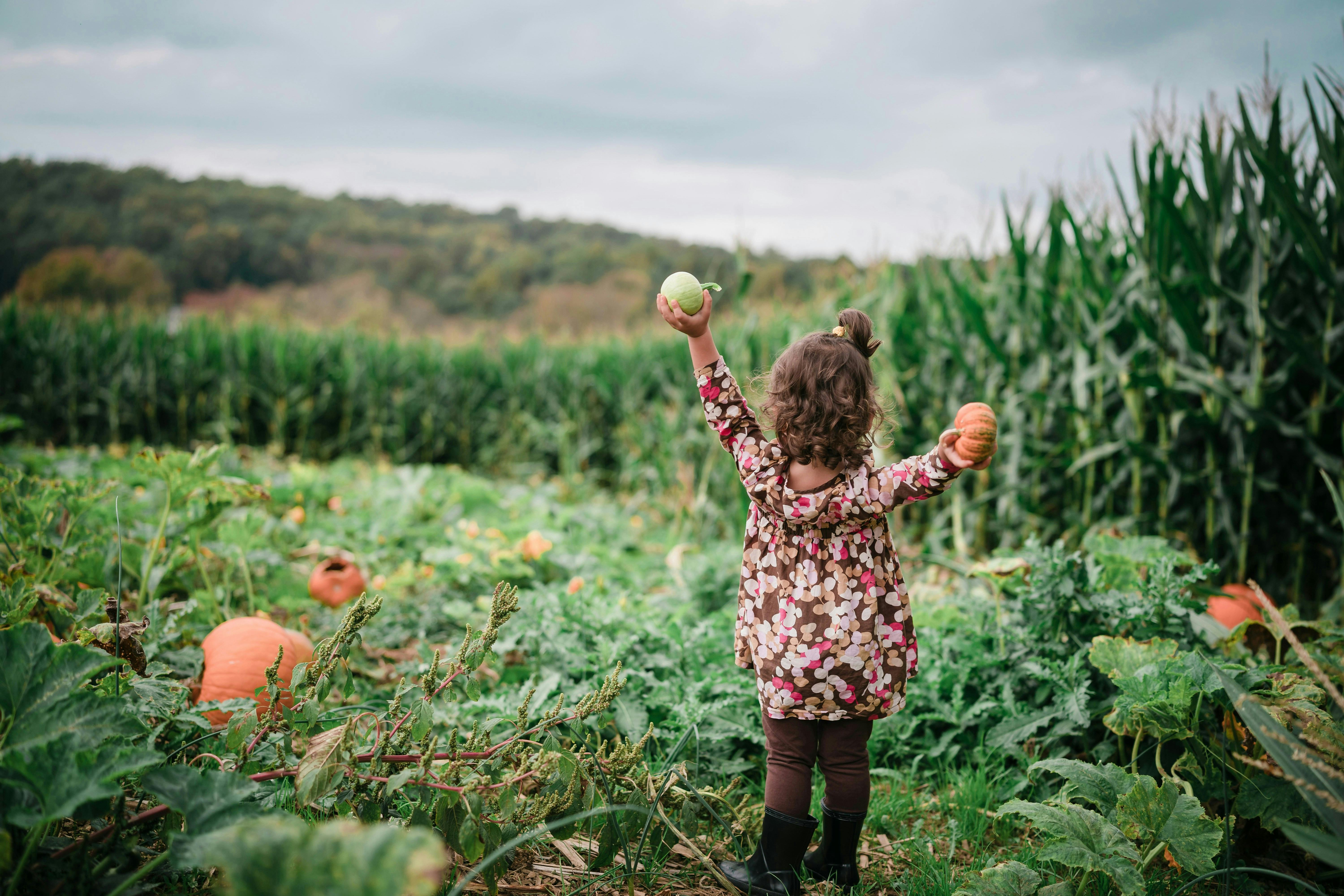 Little girl facing away from camera holding up two small pumpkins in a pumpkin patch