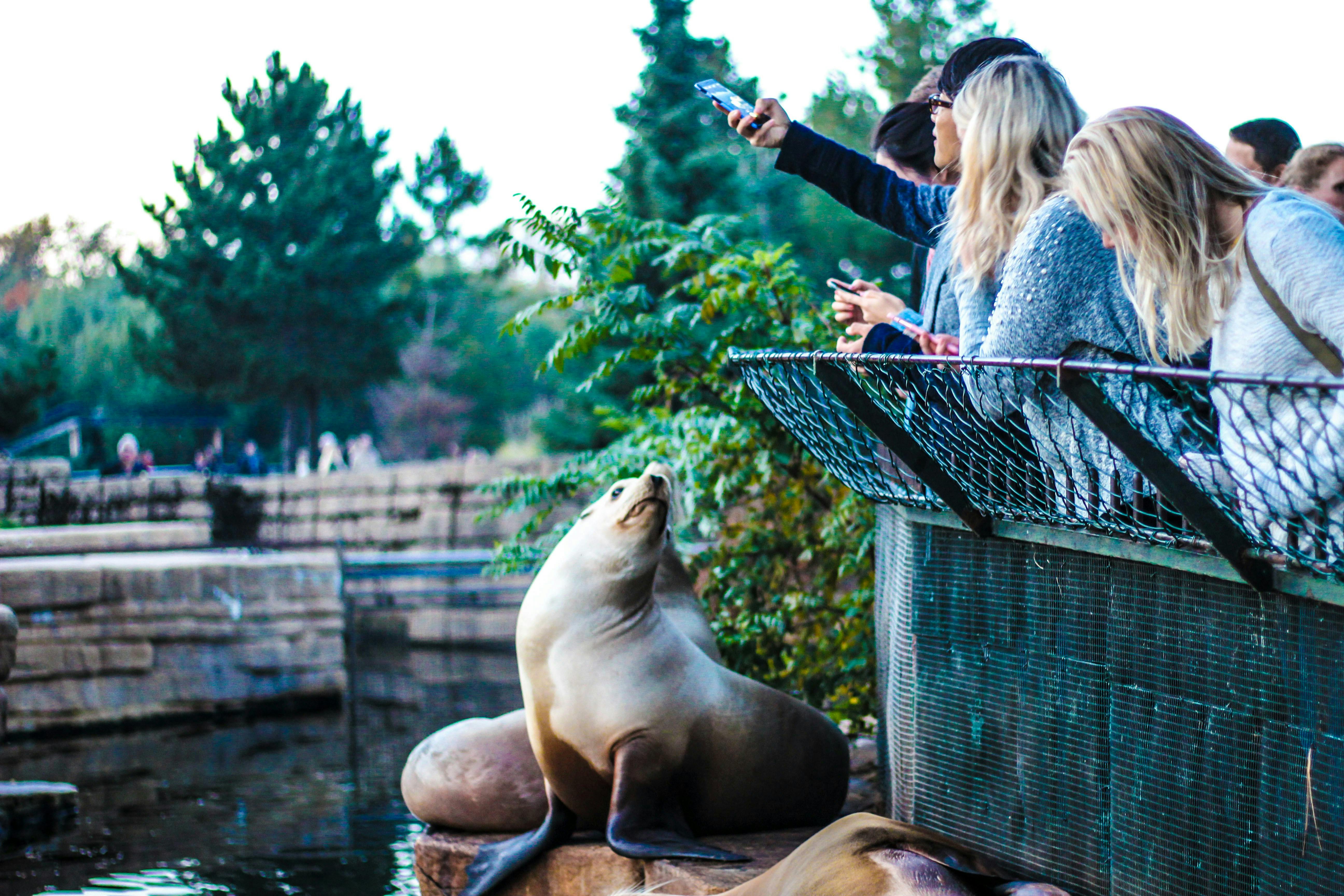 People leaning over a banister feeding a large seal at a zoo
