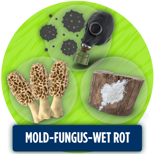 ICON: Mold Fungus Wet Rot