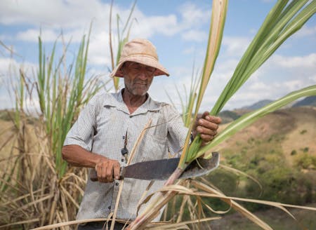 Photo d'un cultivateur de cannes à sucre au Brésil