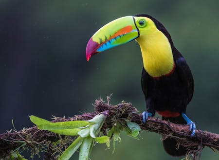 Photo d'un toucan posé sur la branche d'un arbre