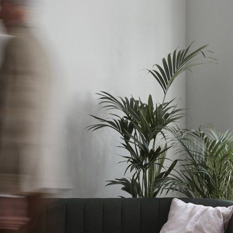 Plant, Grey Wall and Moving Figure