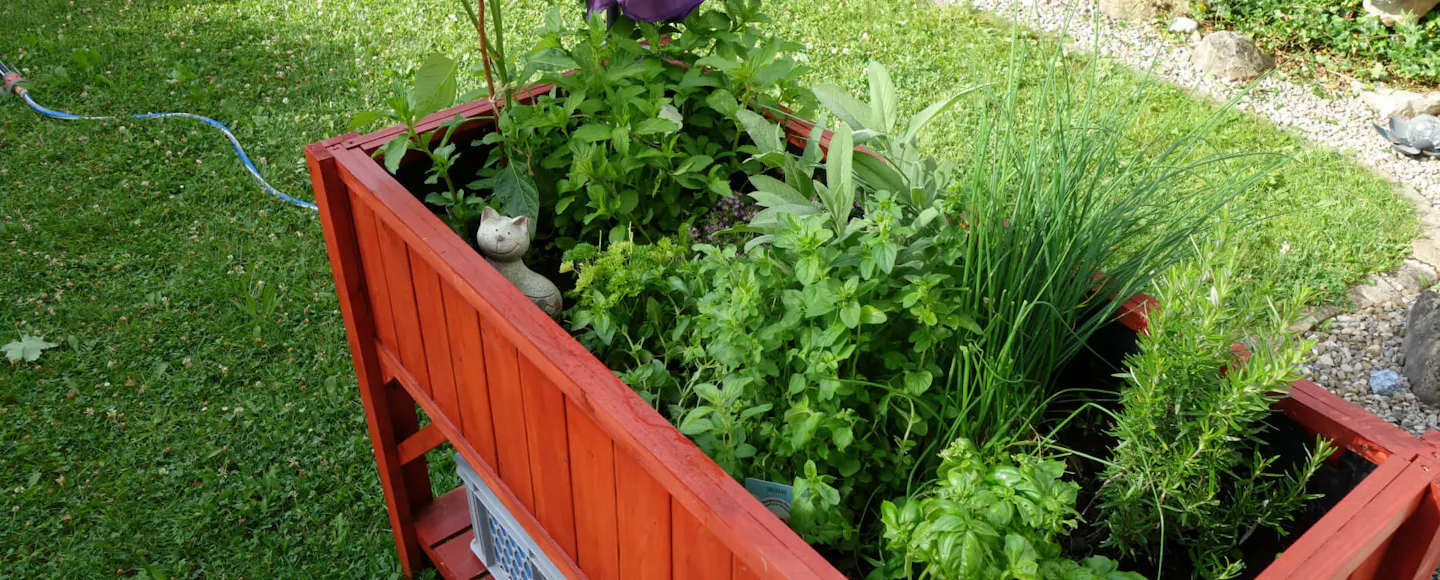 Raised garden beds painted in red