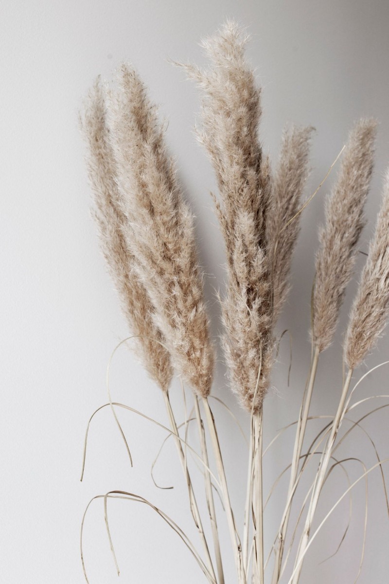 Pampas Grass Against White Wall