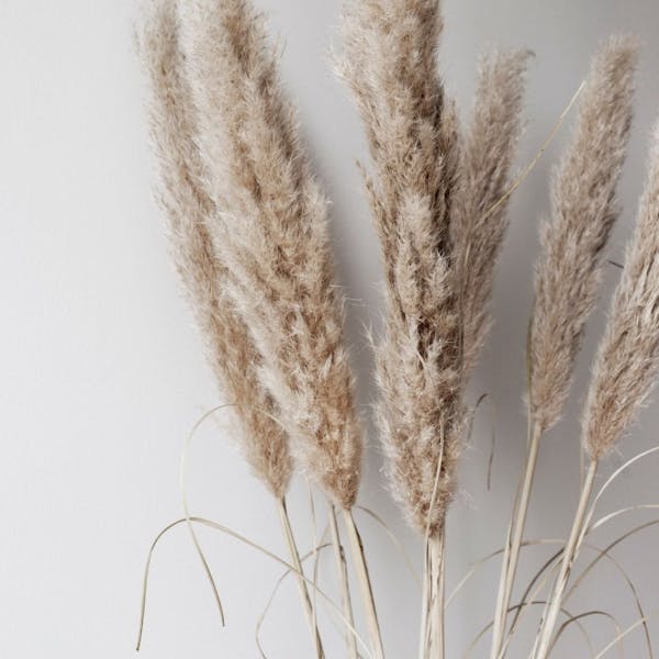 Pampas Grass Against White Wall