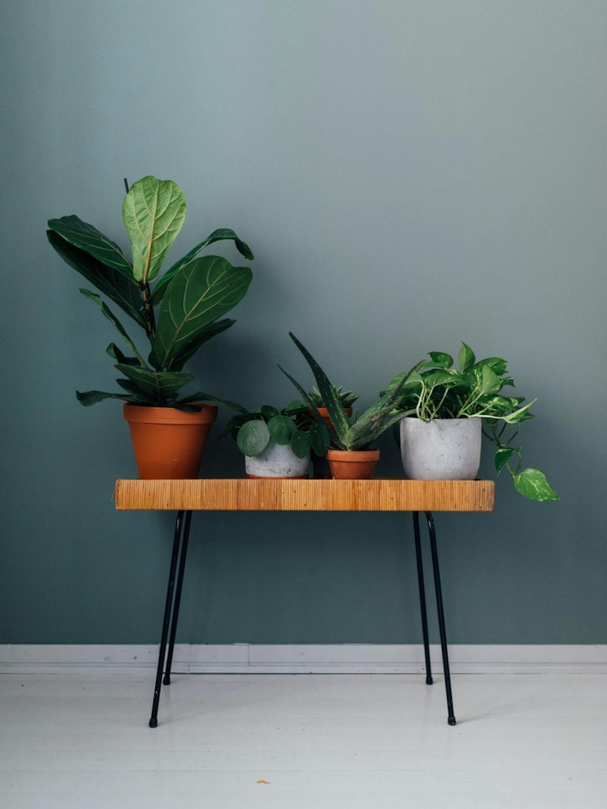 Four Plants Standing on Wooden Stool and White Floor Against Green Wall
