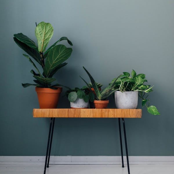 Four Plants Standing on Wooden Stool and White Floor Against Green Wall