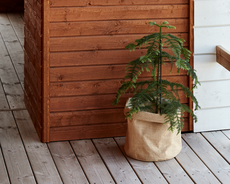 Small green tree in jute basket in front of brown wooden wall