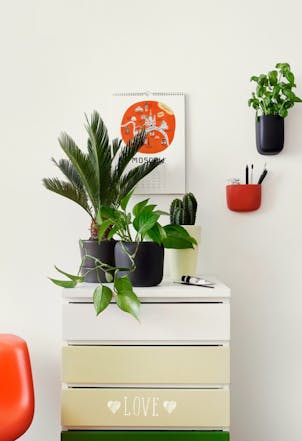 wall painted with Horseradish F390
