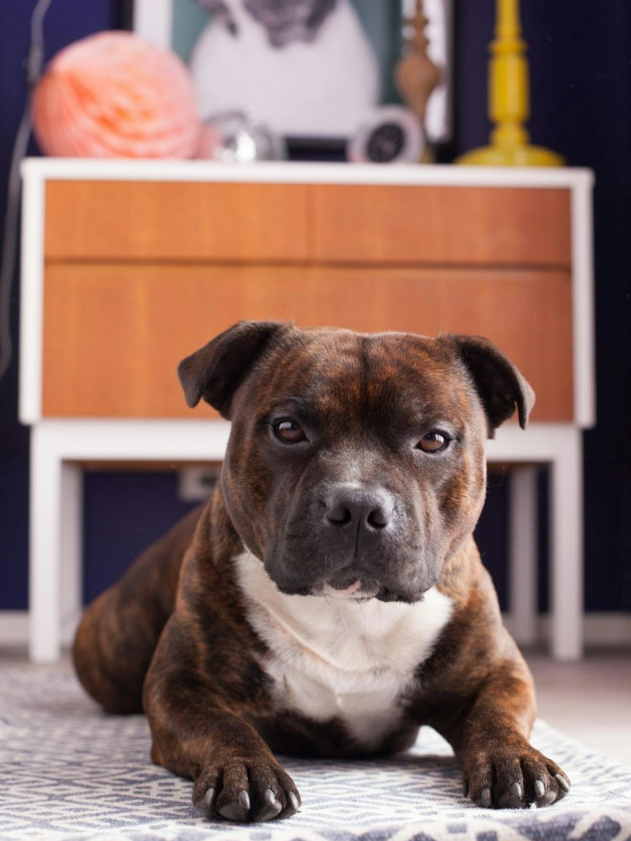 Refresh your bedroom: Upcycling and painting a retro cabinet | Staffie | Tikkurila