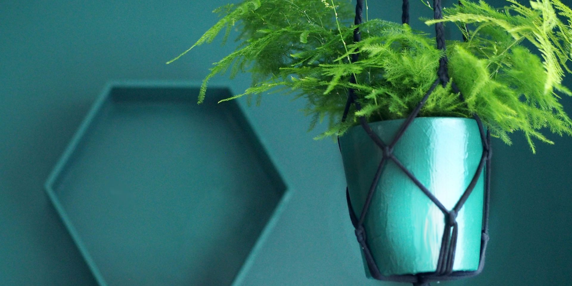 Emerald Green Wall Painted with Tikkurila Paint, Hanging Plant