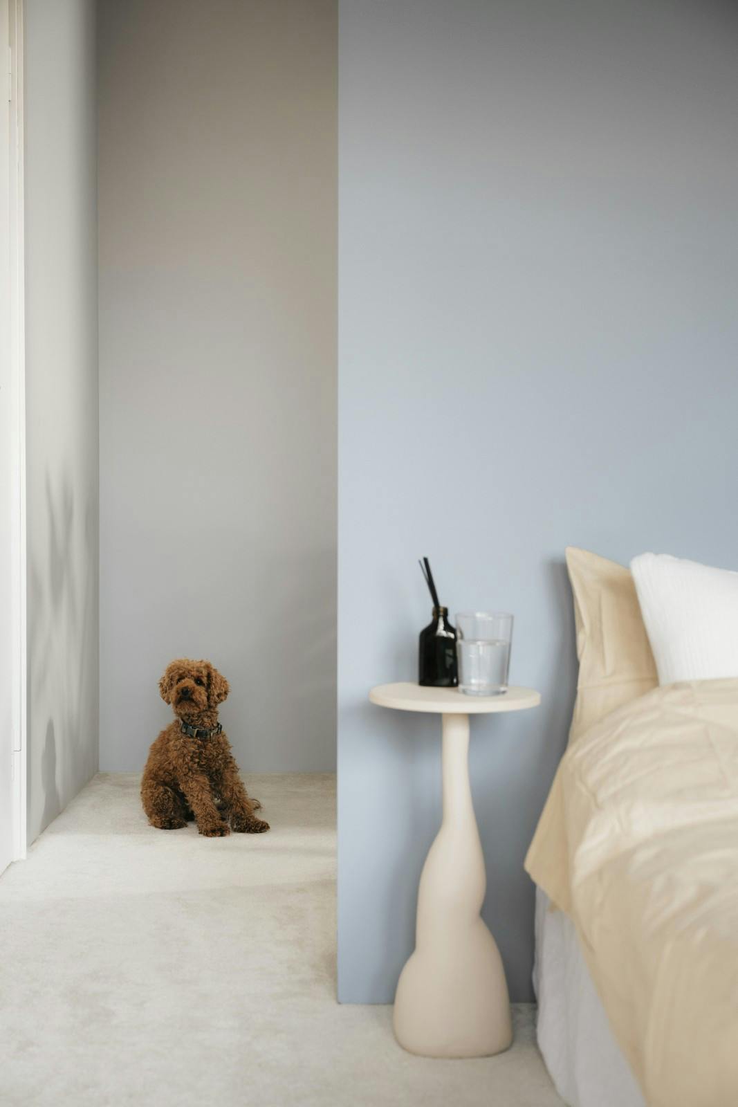 view of bedroom foreground with pale blue wall, grey hallway background with small dog