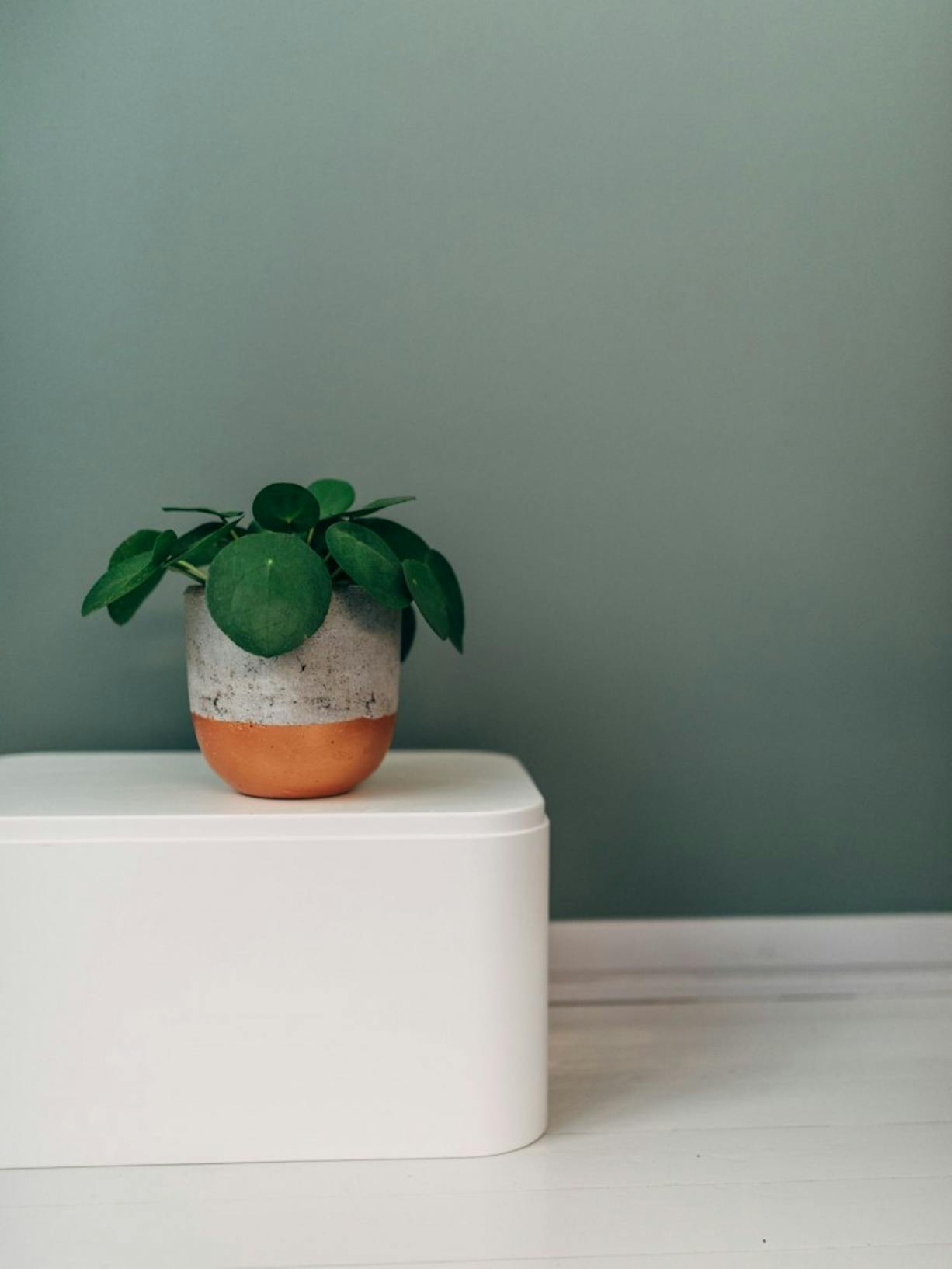 Plant Pot Standing on White Stool and White Floor Against Green Wall