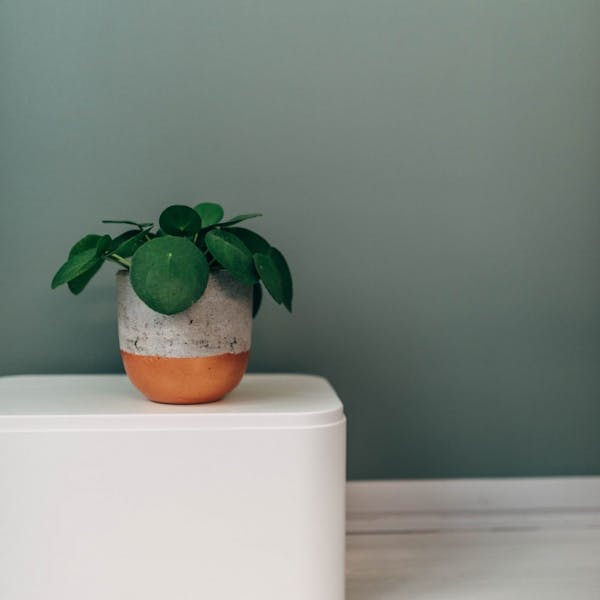 Plant Pot Standing on White Stool and White Floor Against Green Wall