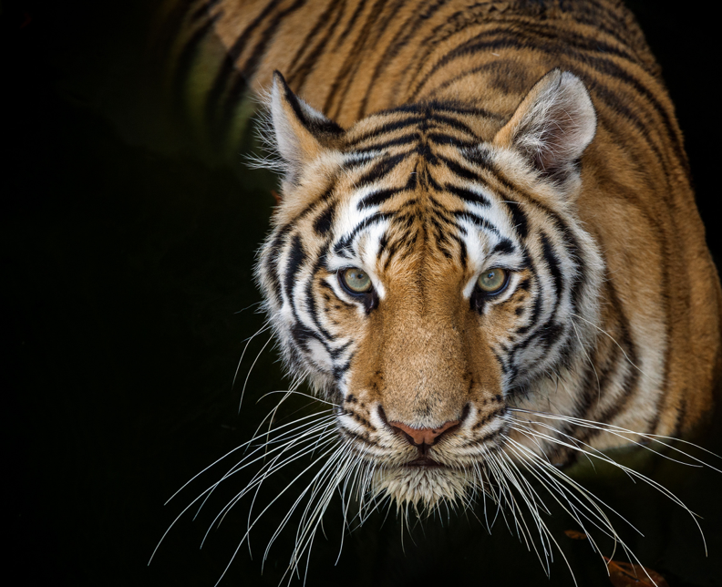 Endangered Colors paint collection | Thumbnail Image | Tikkurila