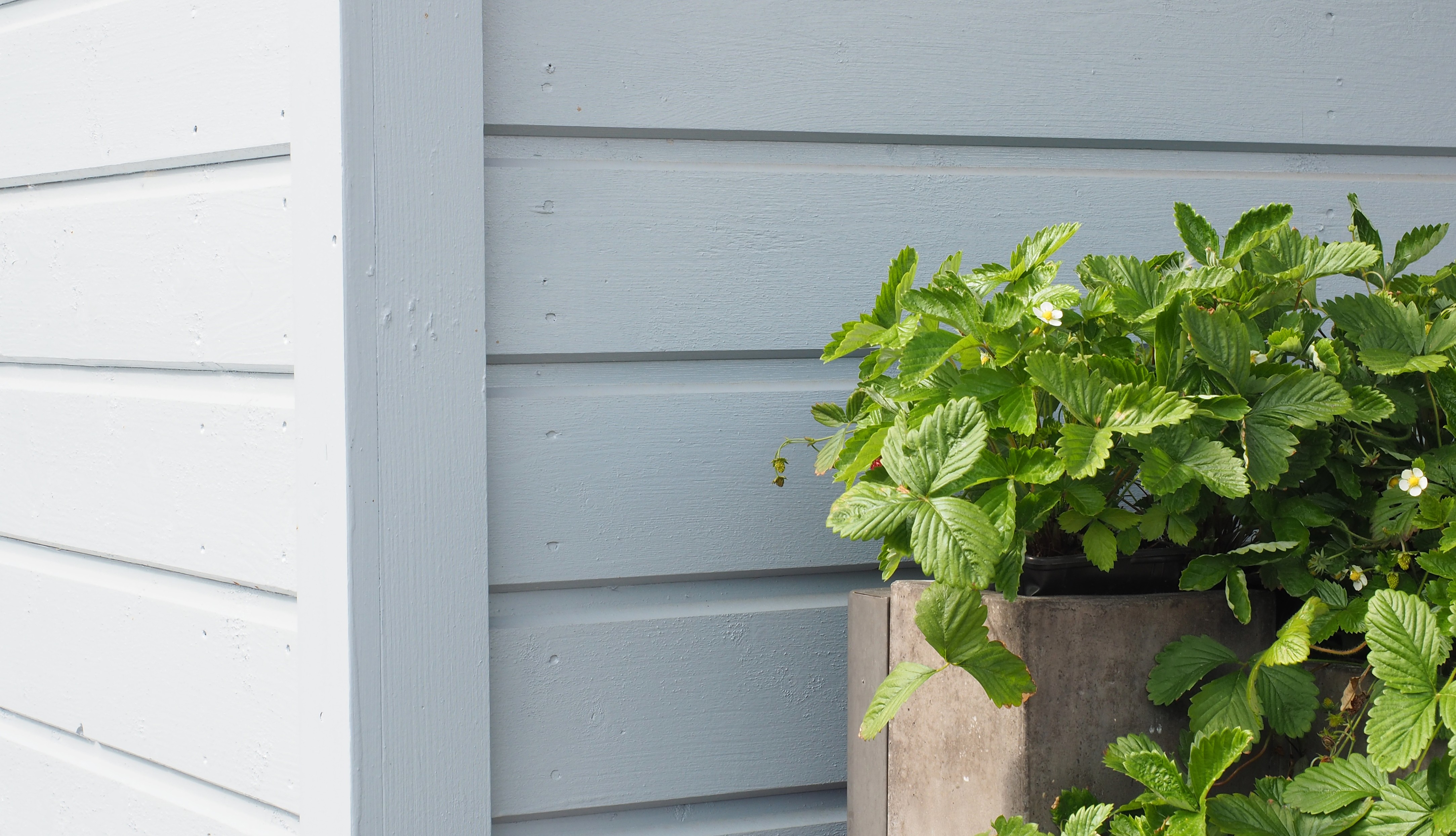 Close up of strawberry leaves against light blue wooden wall