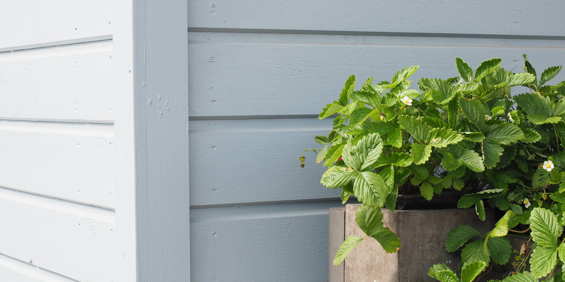 Close up of strawberry leaves against light blue wooden wall